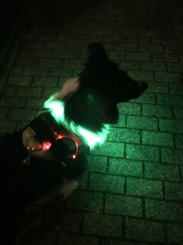 Customer photo review of LED Hunde Leuchthalsband  Grün 20- 70cm Hundehalsband