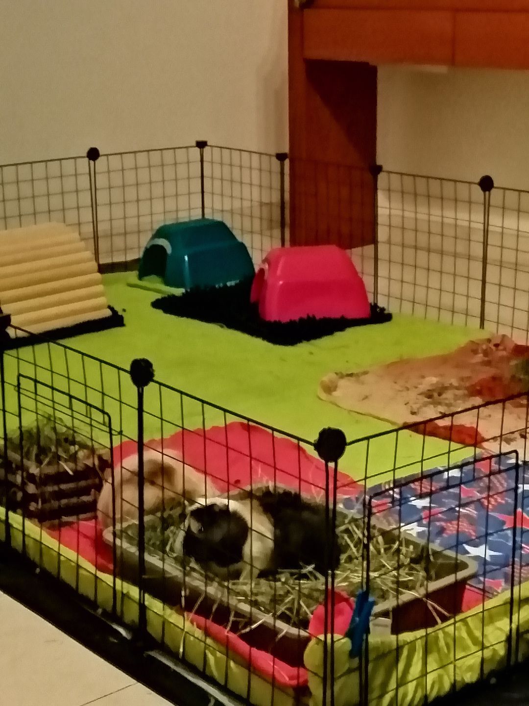 Customer photo review of Feno BIO by petter® (Mais opções disponiveis)