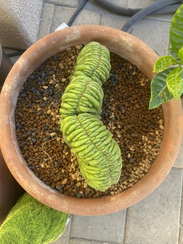 Customer photo review of Crested San Pedro Cactus | Echinopsis pachanoi cristata