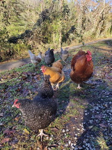 Customer photo review of GrubTerra Dried Larvae