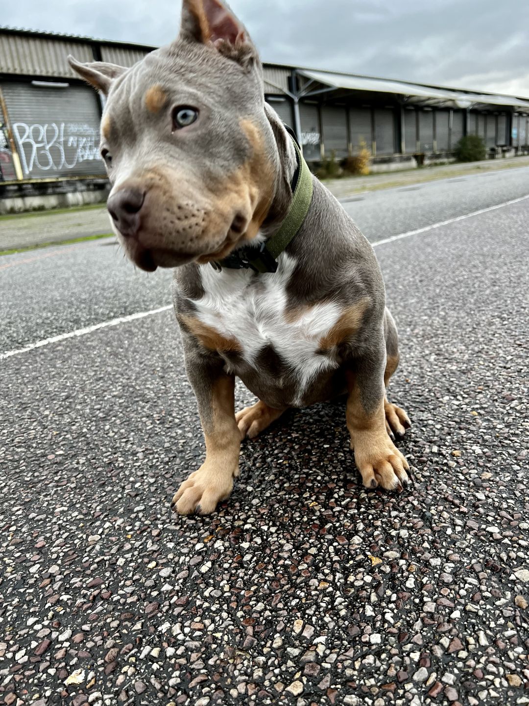 Customer photo review of 2.5cm Combat® Collar | With Handle & Rated Clip - Khaki v2.0