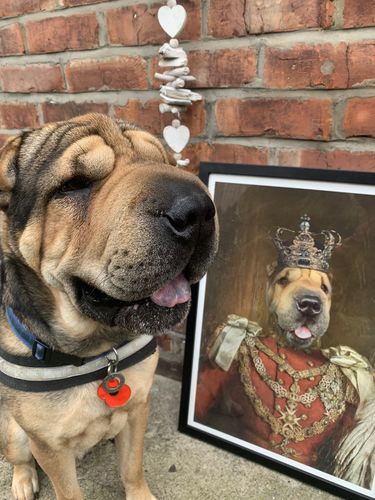 Customer photo review of The Prince - Custom Vintage Pet Portrait