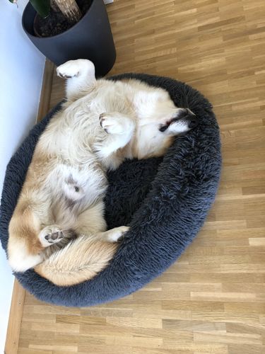 Customer photo review of Puppery Kuschelbett - Das Original