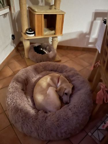 Customer photo review of Puppery Kuschelbett - Das Original