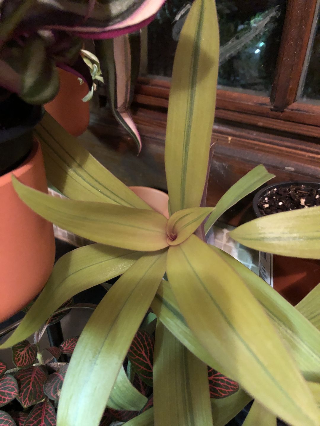 Customer photo review of 4" Tradescantia spathacea 'Sitara's Gold'