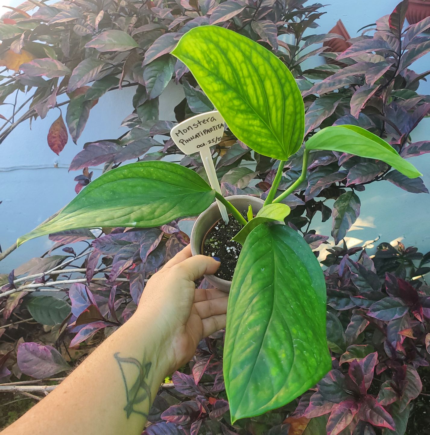 Customer photo review of 3" Monstera pinnatipartita