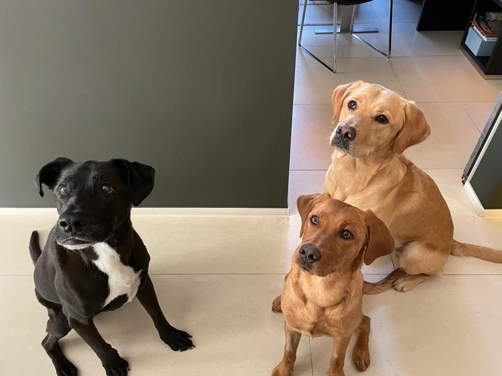 Customer photo review of NutriDog Starter-Box - 3 Sorten in 500g Portionen