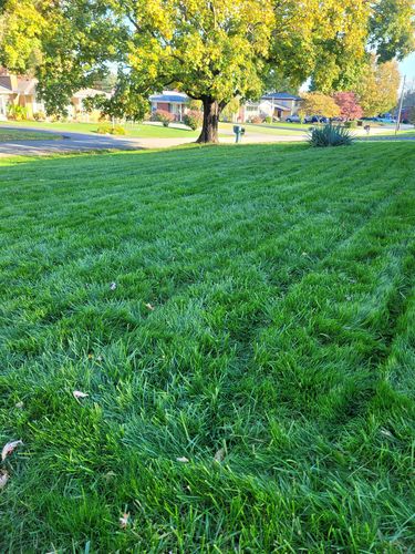 Customer photo review of GCI Turf Cool Blue Grass Seed