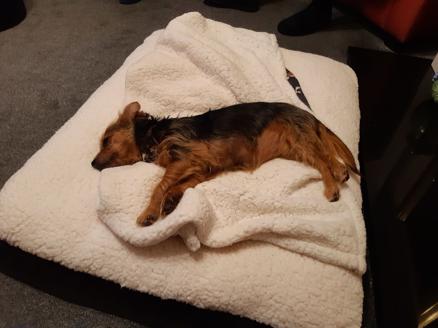 Customer photo review of Dog Spray