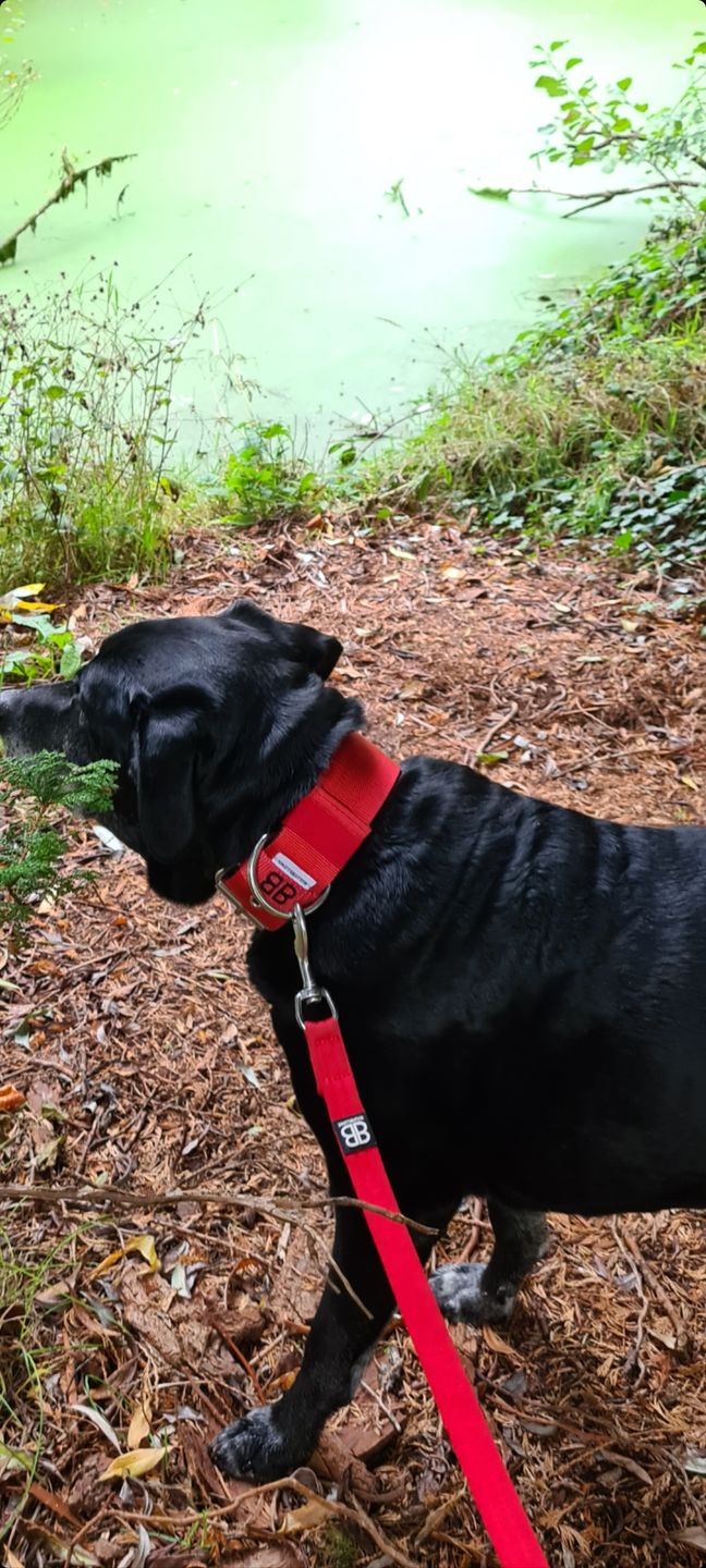 Customer photo review of Double Ended Training Lead | All Breeds - Durable & Soft 2m Lead - Red