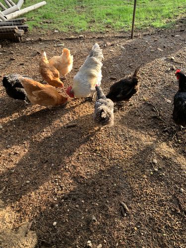 Customer photo review of GrubTerra Dried Larvae