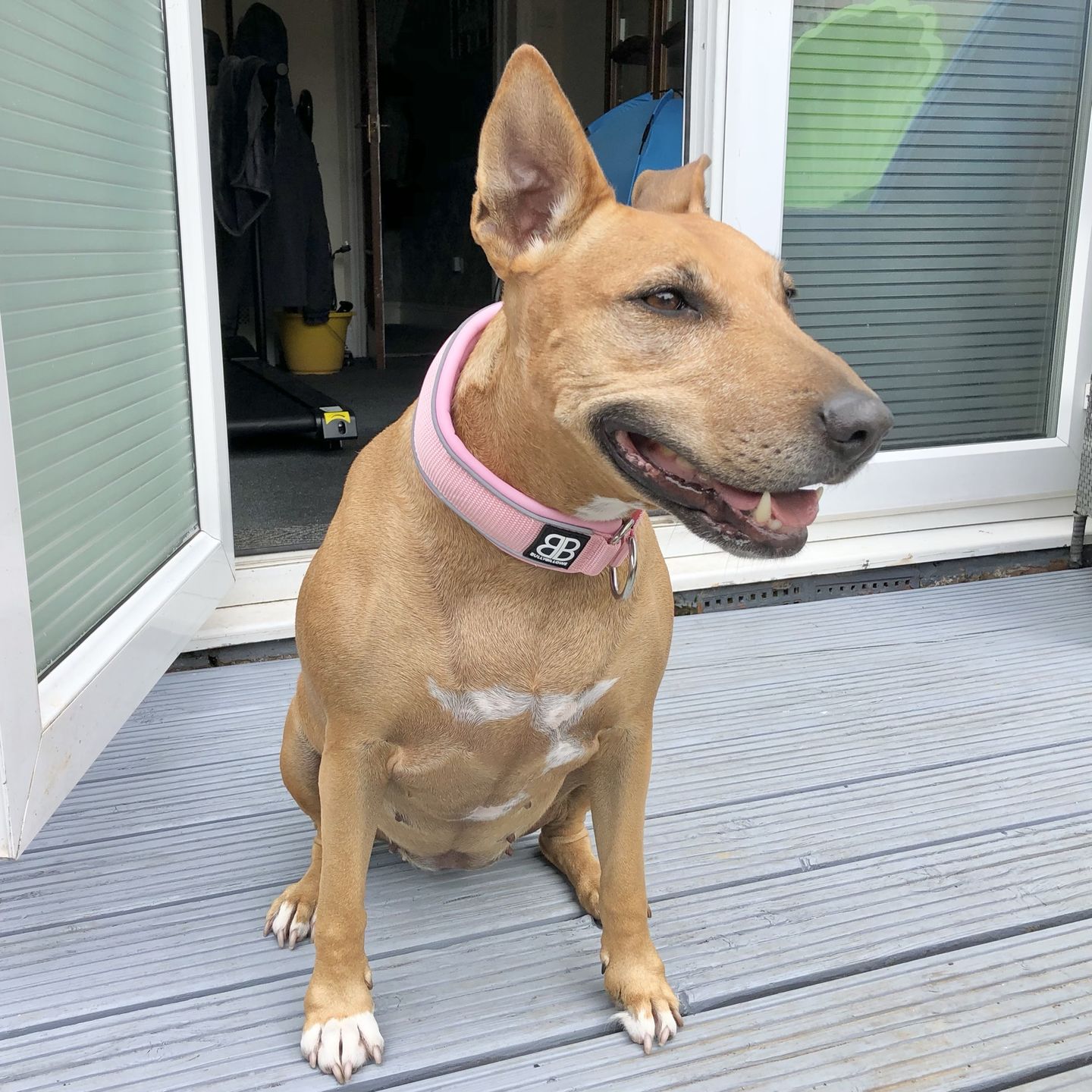 Customer photo review of 4cm Slip on Collar | Soft Padded & Reflective - Pink v2.0