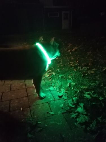 Customer photo review of LED Hunde Leuchtband  Grün 20- 70cm Hundehalsband