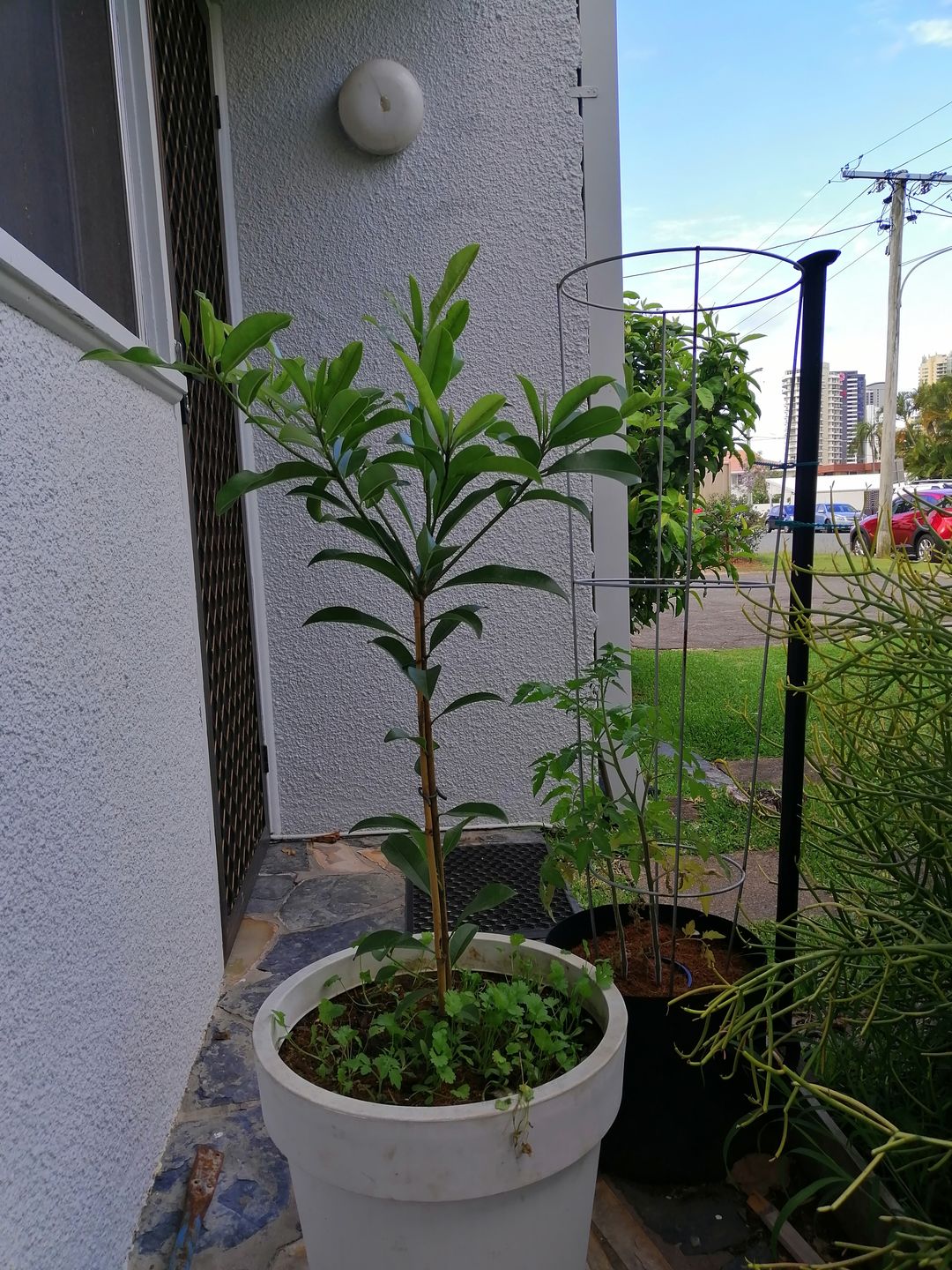 Customer photo review of Sapodilla / Chicku