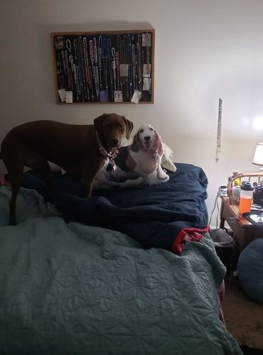 Customer photo review of Create A Custom Dog Pillow