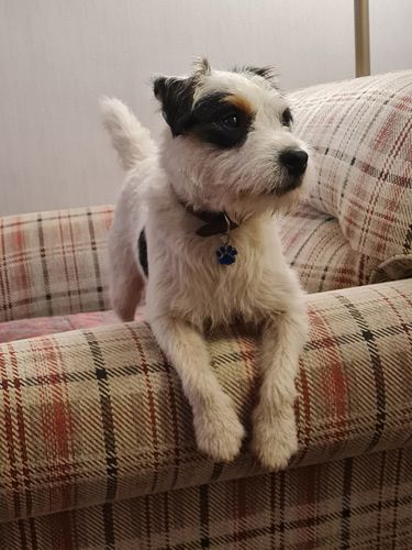 Customer photo review of 7 Days To Perfect Heel Walking