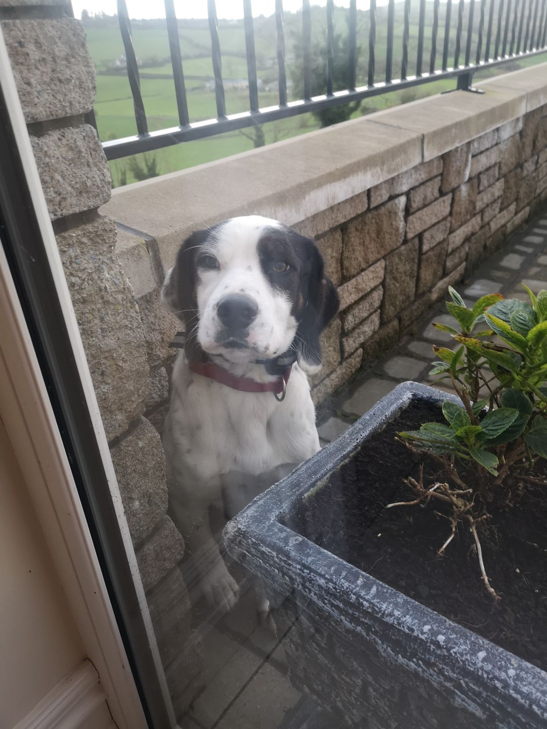 Customer photo review of Gps Dog Fence