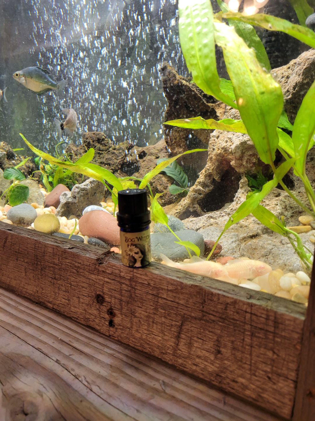 Customer photo review of Bog Witch