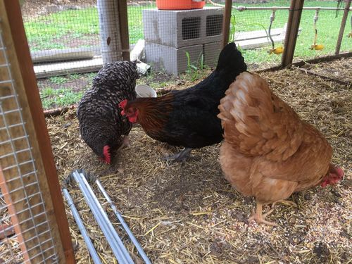 Customer photo review of GrubTerra Dried Larvae Sample