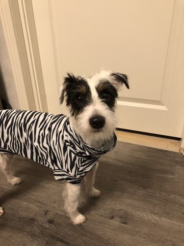 Customer photo review of UV & Bug Shirt - Repeltec for Dogs