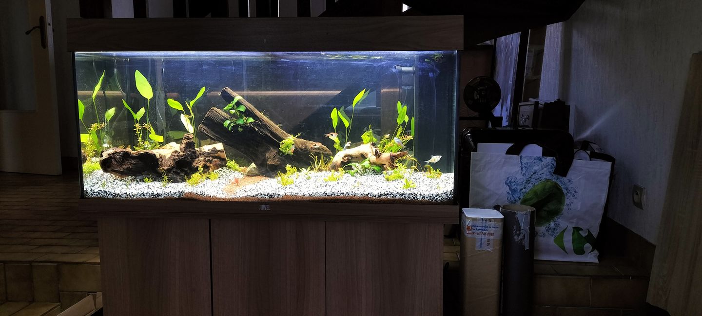 Customer photo review of Aquarium Rio 180 LED Chêne Équipé JUWEL - 180L