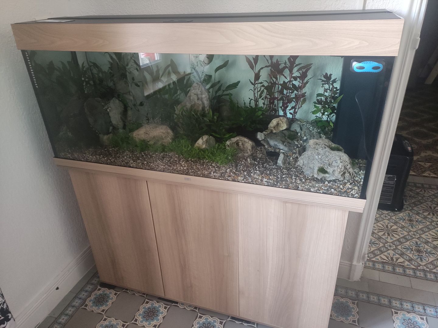 Customer photo review of Aquarium Rio 240 LED Chêne Équipé JUWEL - 240L