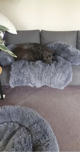 Customer photo review of Pupnaps Calming Furniture Couch