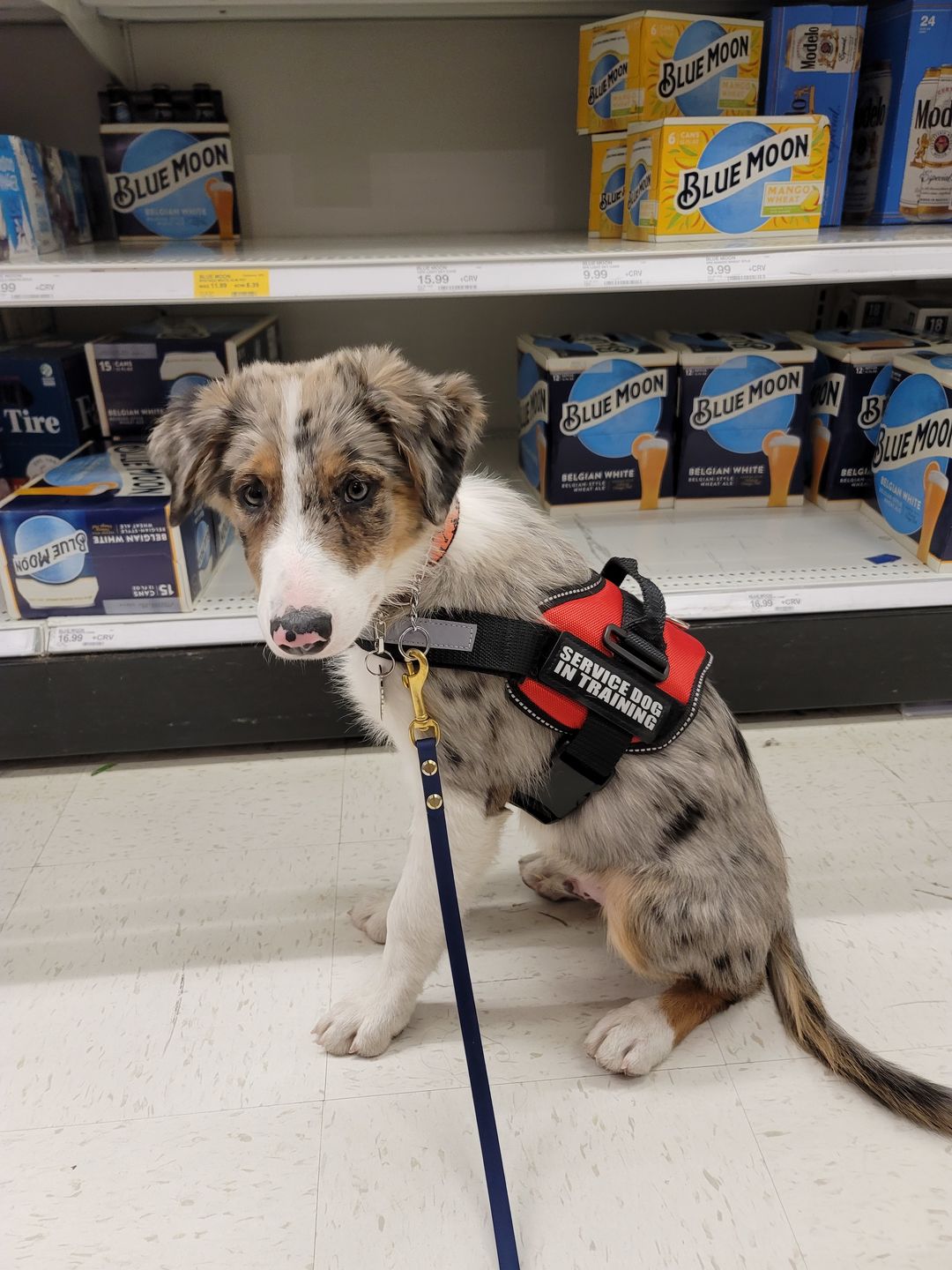 Customer photo review of Competition Leash & Tracking Lines
