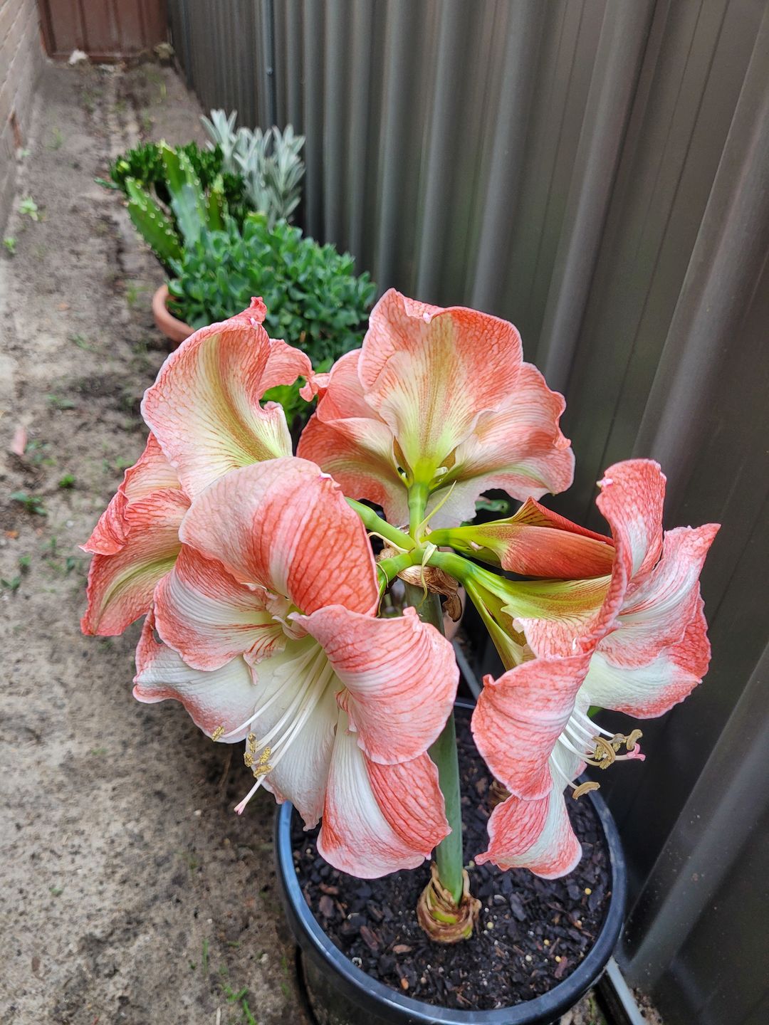 Customer photo review of Hippeastrums