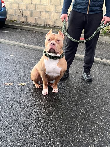 Customer photo review of COLLIER + LAISSE "GREEN ARMY"