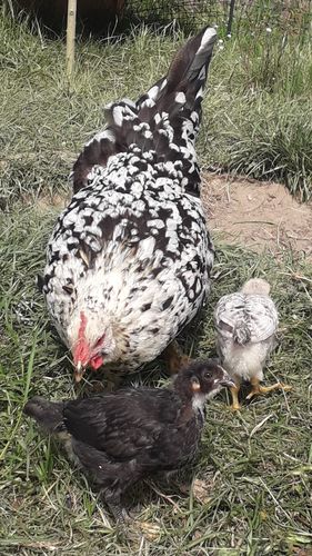 Customer photo review of BlackTasty™ Tierfutter aus Insekten