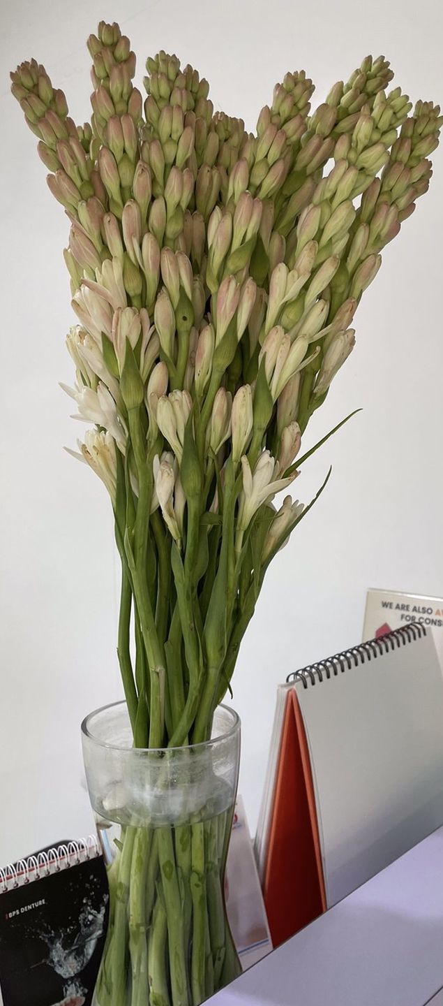 Customer photo review of Tube Roses "Rajnigandha"