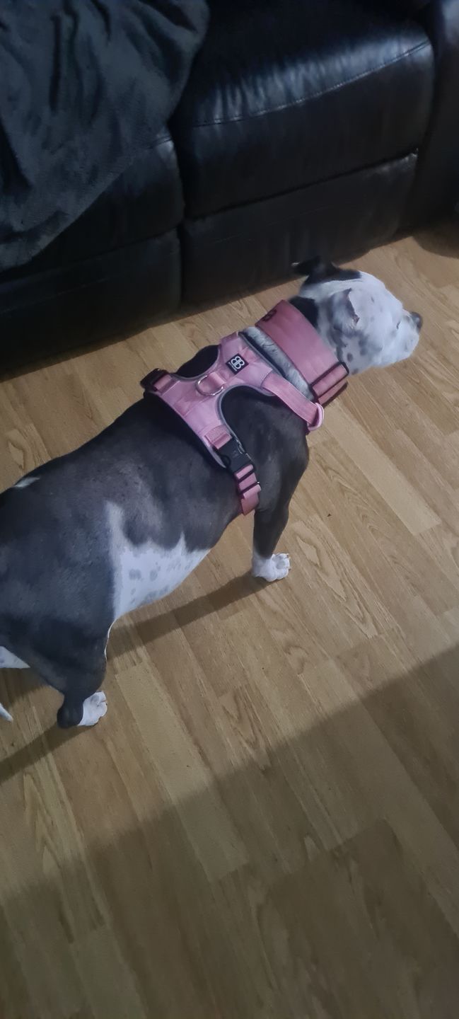 Customer photo review of 5cm Combat® Collar | Rated Clip - NO HANDLE - Pink v2.0