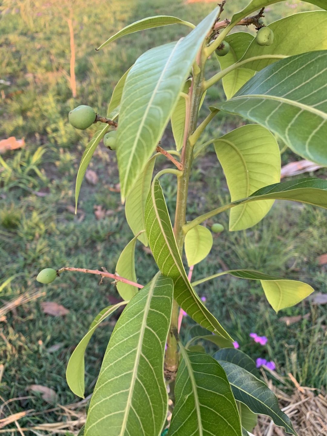 Customer photo review of Nam Doc Mai Mango