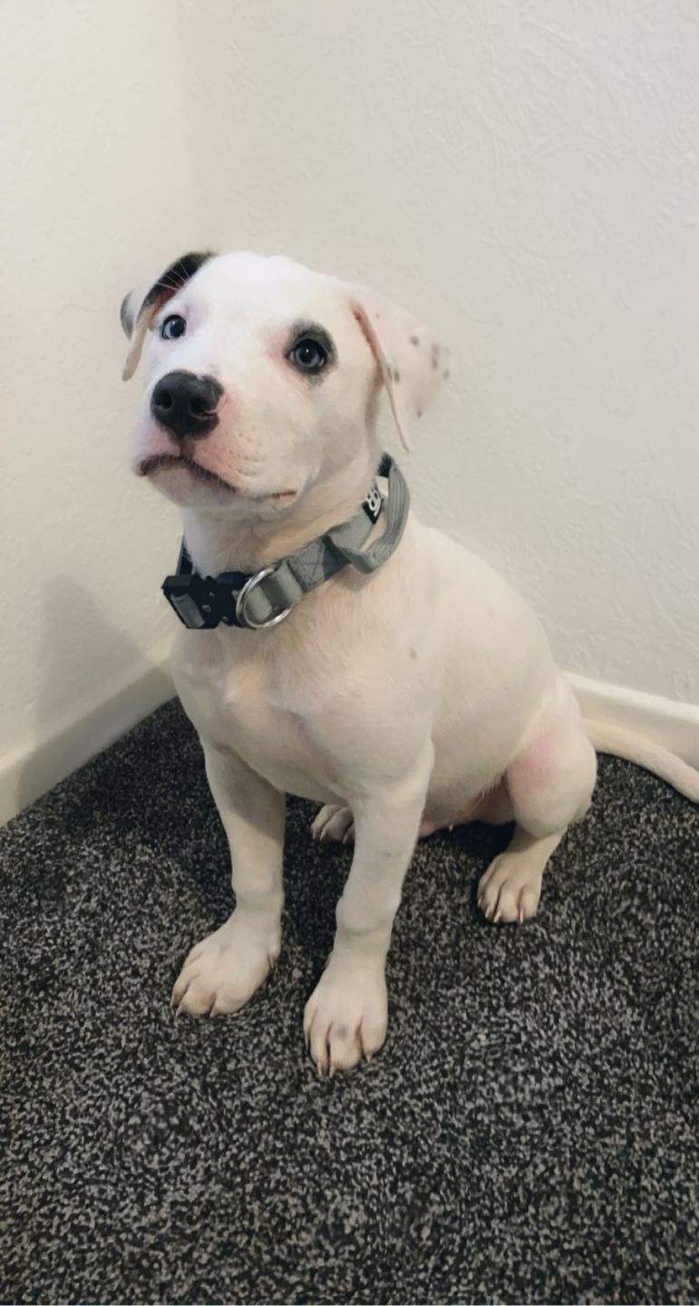 Customer photo review of 2.5cm Combat® Collar | With Handle & Rated Clip - Metal Grey v2.0