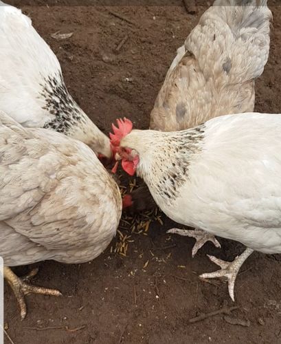 Customer photo review of BlackTasty™ Tierfutter aus Insekten