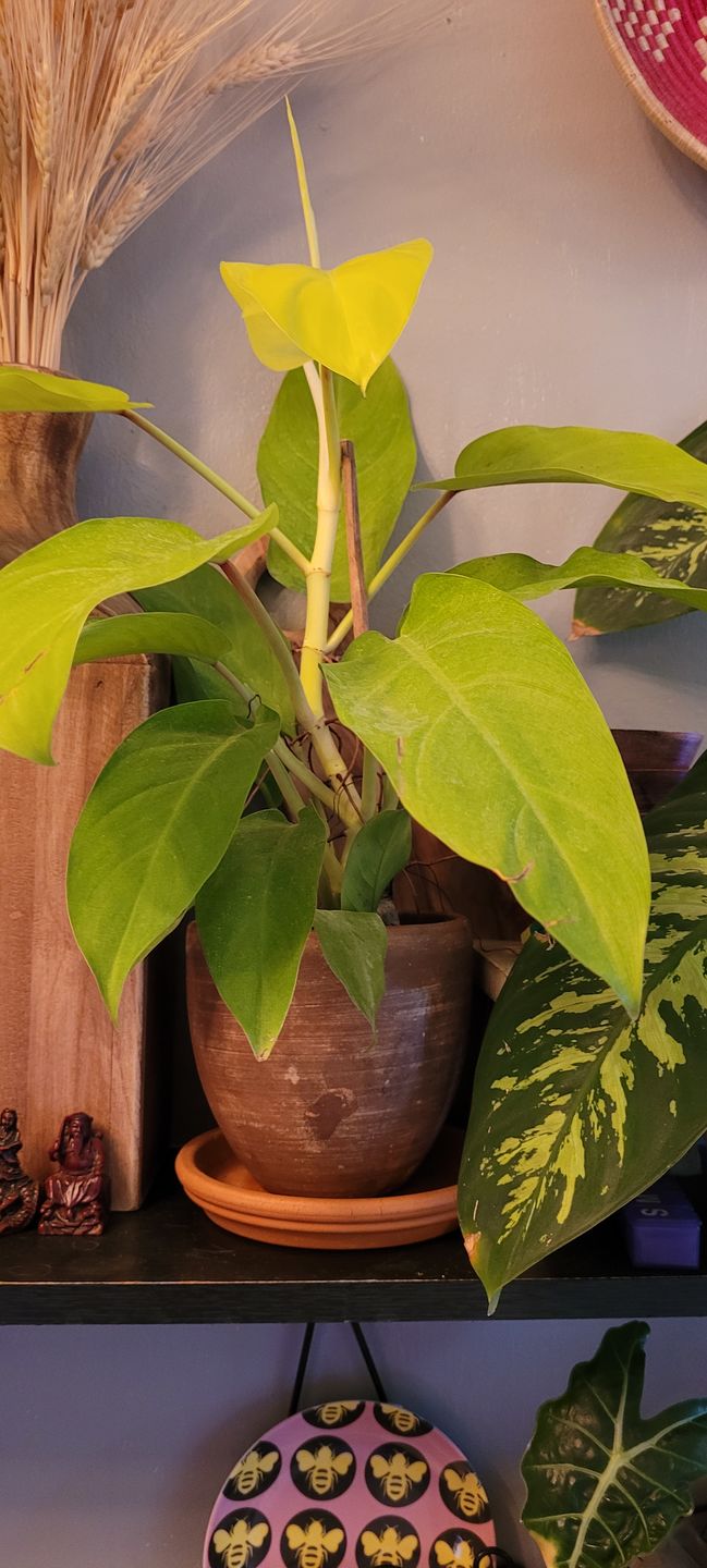 Customer photo review of 4" Philodendron 'Lemon Lime' Upright Vining