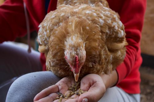 Customer photo review of BlackTasty™ Tierfutter aus Insekten