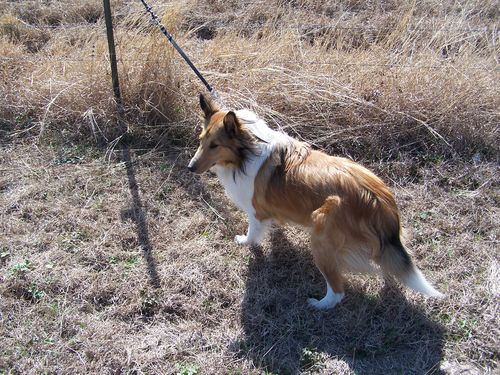 quick tabs dog and cat md