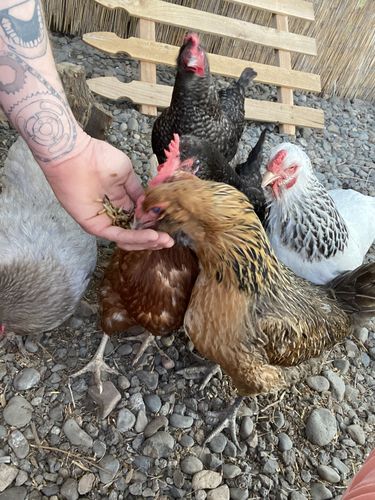 Customer photo review of GrubTerra Dried Larvae