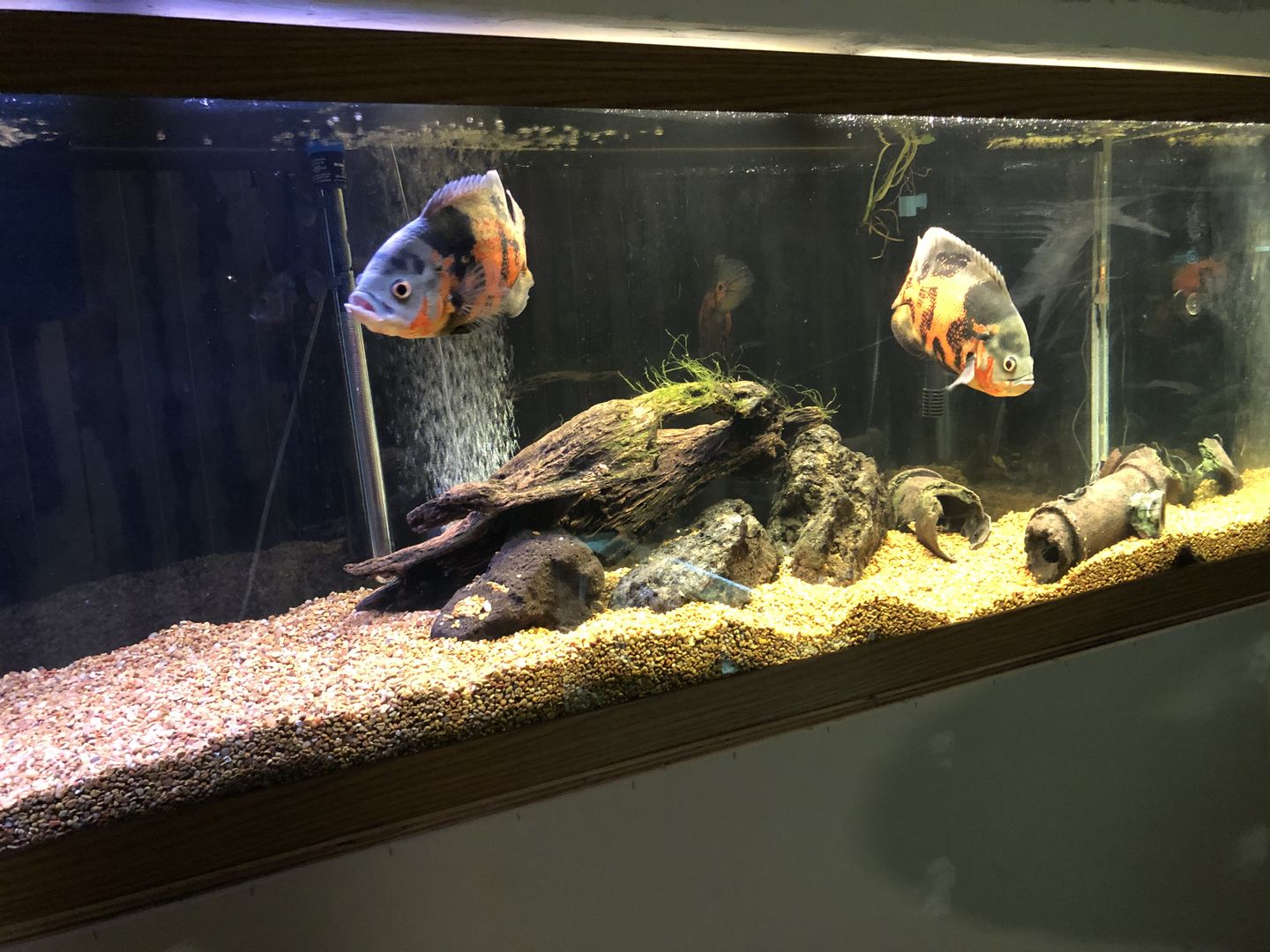 Customer photo review of Xtreme Monster Pellet (9mm)
