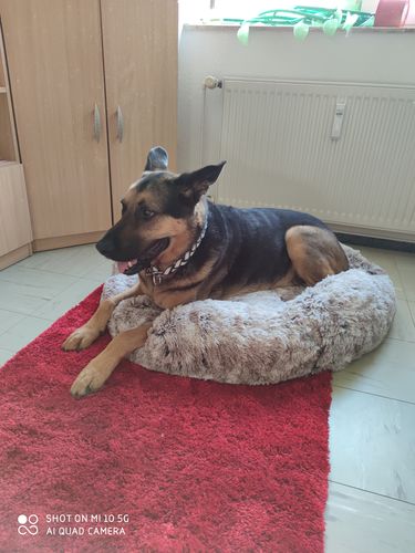 Customer photo review of Hundebett XXL Wuscheldonut