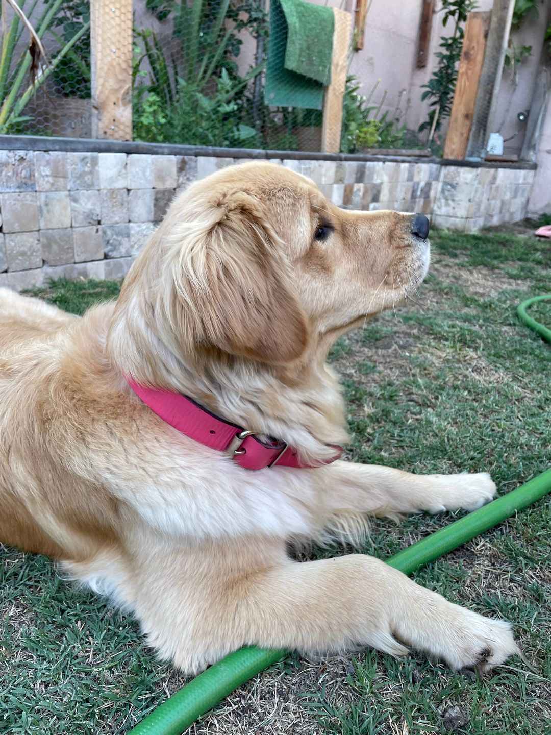 Customer photo review of Collar Duke Fucsia Corrugado/Rosado Corrugado