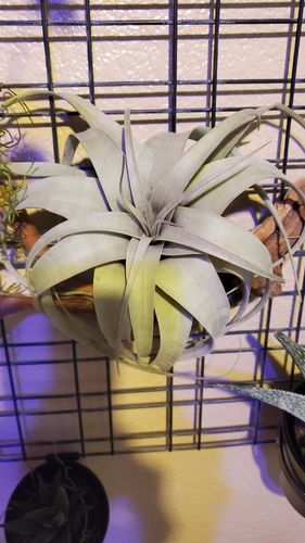 Customer photo review of Squidward