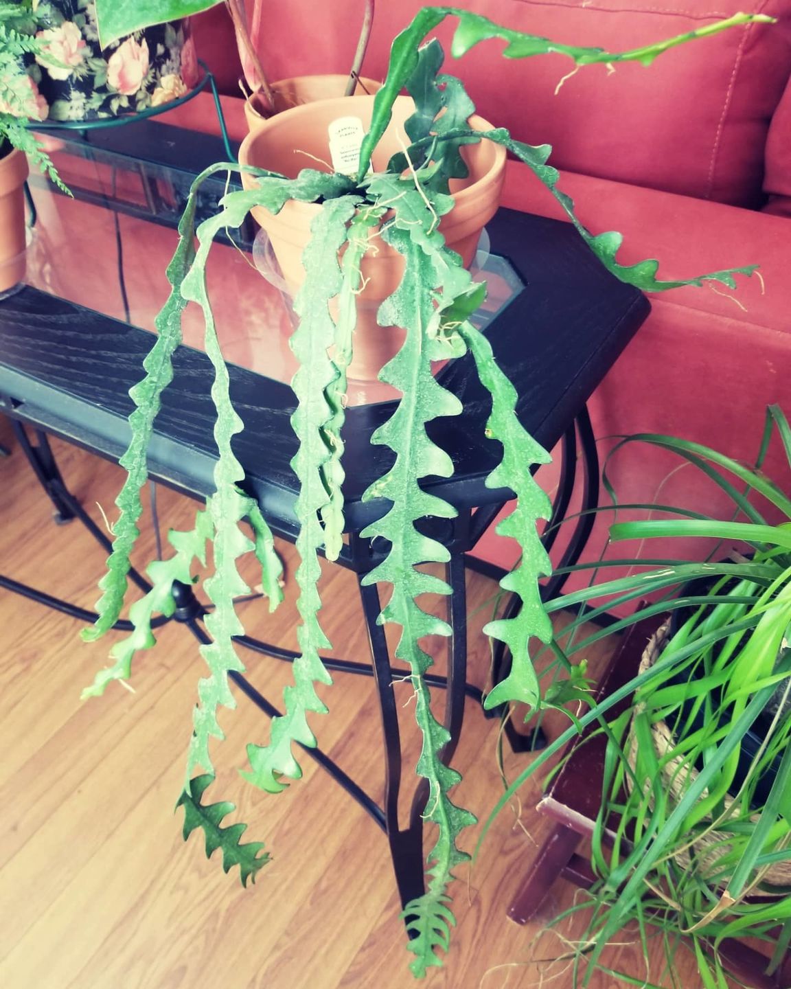 Customer photo review of 4" Cactus Selenicereus anthonyanus "Ric-Rac"