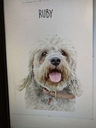 Customer photo review of Classic - Custom Pet Portrait