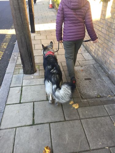 Customer photo review of Ragnar Slip Leash