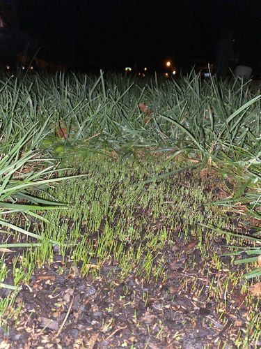 Customer photo review of GCI Turf Type Tall fescue Grass Seed