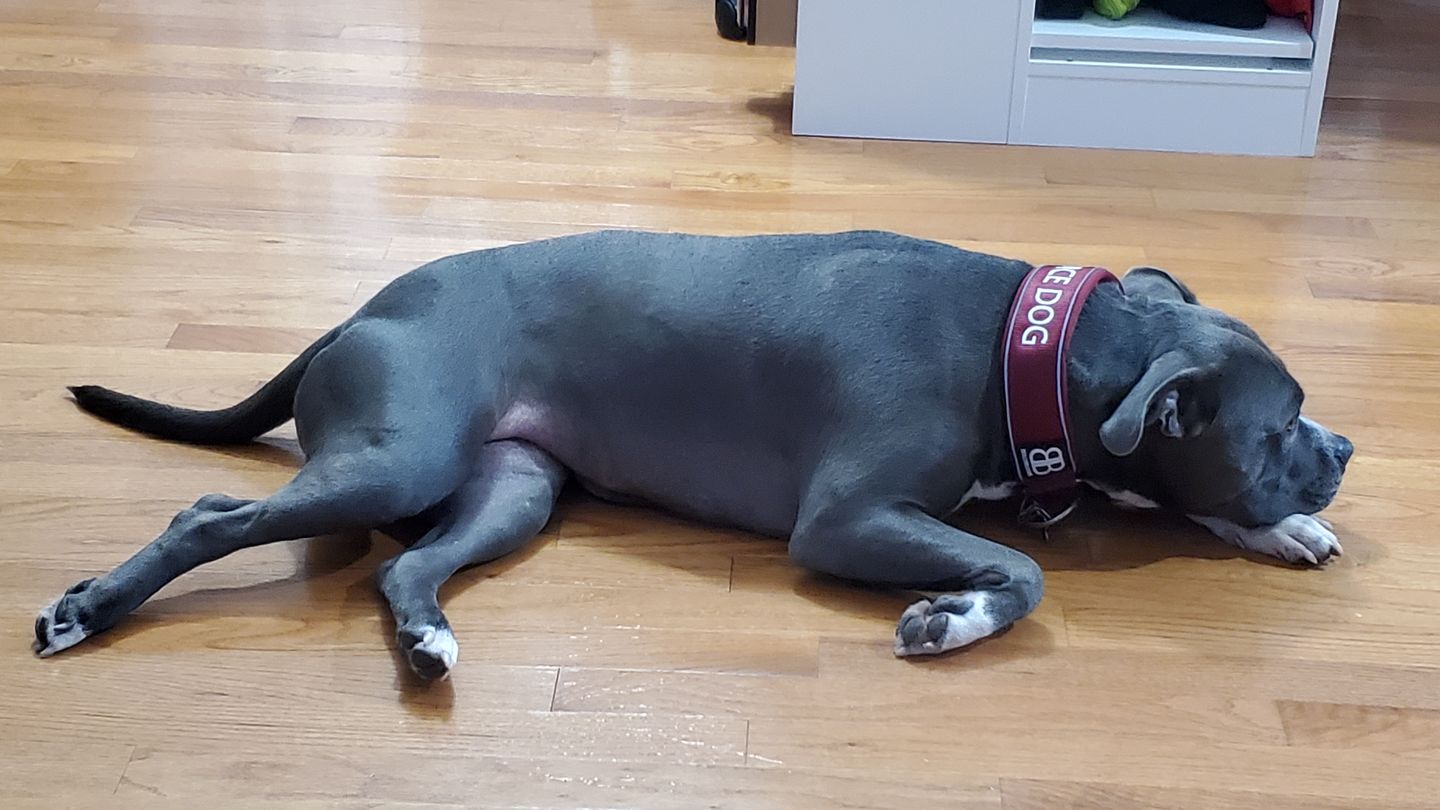 Customer photo review of 5cm RR Collar | Soft Padded & Reflective | Series 2 - Burgundy