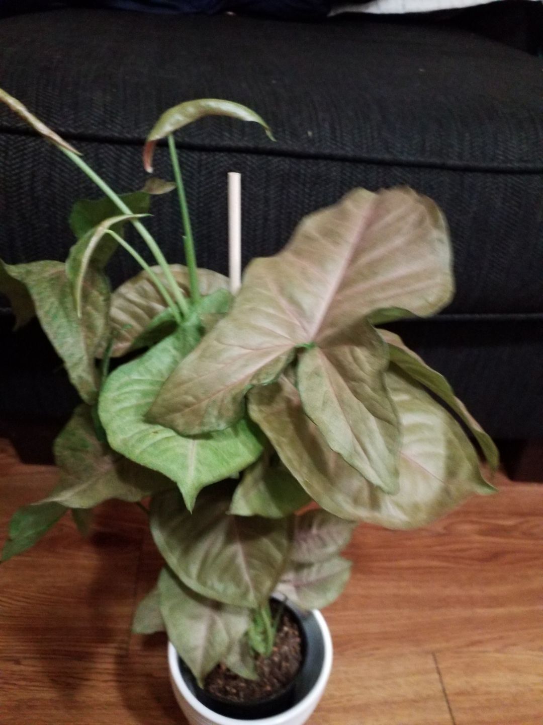 Customer photo review of 4" Syngonium podophyllum 'Regina Red'